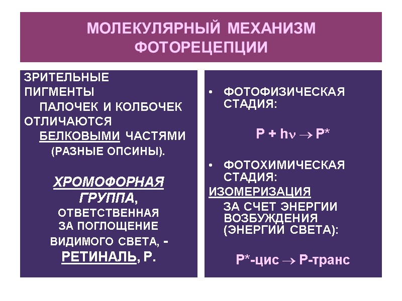 МОЛЕКУЛЯРНЫЙ МЕХАНИЗМ ФОТОРЕЦЕПЦИИ ЗРИТЕЛЬНЫЕ ПИГМЕНТЫ  ПАЛОЧЕК И КОЛБОЧЕК ОТЛИЧАЮТСЯ  БЕЛКОВЫМИ ЧАСТЯМИ (РАЗНЫЕ